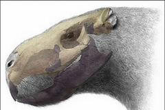 Objev hlodavec Uruguay