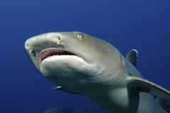 Phoenix Island Protected Area 2