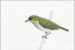 Indonésie pták Togian