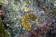 Sumýš -Mořská okurka