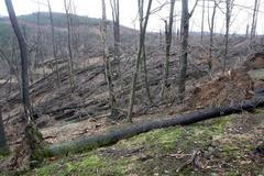 Emma si hrála s duby