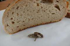 Myš v chlebu