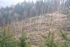 Vichřice Emma na Karlovarsku