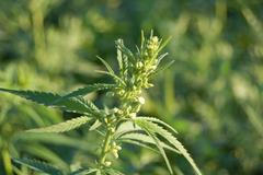 Češi mají konopí v oblibě.