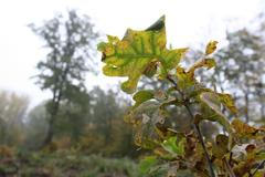 Lužní lesy na soutoku Moravy a Dyje