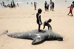 Uhynulý kulohlavec v Senegalu