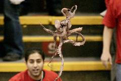 Chobotnice, hokejky, krysy i lavička. Co všechno v NHL padá na led