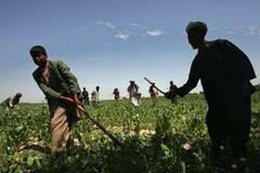 Ničíme náš zdroj peněz, drogy