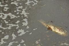 Znečištěná voda a mrtvá ryba