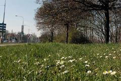 Zeleň v okolí Letné