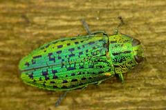 Krasec Scintilatrix mirifica