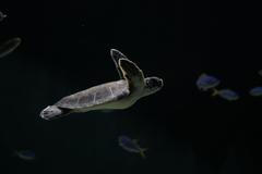 Benefiční akce Reuters