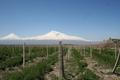 Ararat