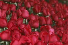 Valentýn - ilustrační foto