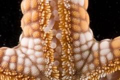 Austrálie-podmořská fota