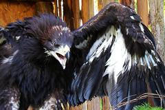 Orlí mládě roztahuje křídla