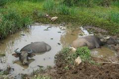 Buvoli odpočívají v bahně