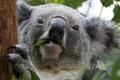 Koala, eucaplyptus