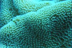 Phoenix Island Protected Area 3