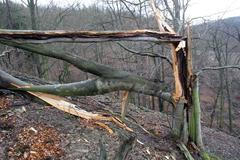 Emma si hrála s duby