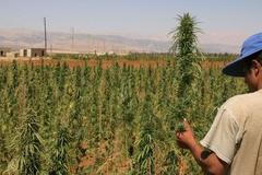 Libanon marihuana