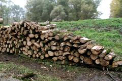 Těžba lesa v polesí obory Soutok