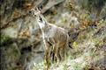 himalayan goral