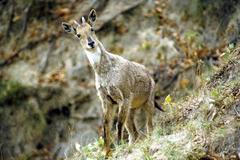 himalayan goral