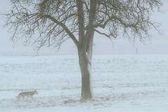 Sněhová vánice v Curychu