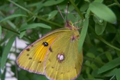 Žluťásek barvoměnný