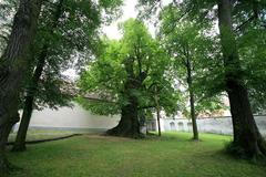 Strom roku 2008 - 10