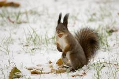 veverka sněhulačka