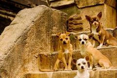 Beverly Hills Chihuahua - čivava