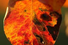 Červený list na stromě