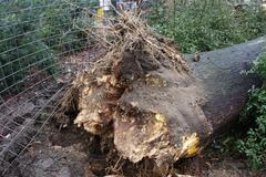 Strom ve Zlíně spadl na lidi