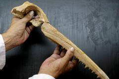 V Peru nalezli fosílii opeřence starou 10 milionů let