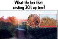 Lišky na stromě