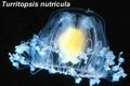 Medúza Turritopsis nutricula