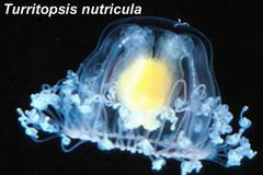 Medúza Turritopsis nutricula
