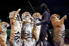 Cirkus Camelot - drezůra kočkovitých šelem