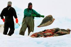 Masakr tuleňů v Kanadě pokračuje i letos