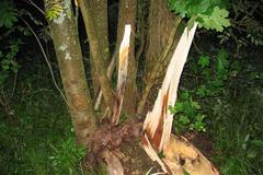 Pád stromu na stan v dětském táboře