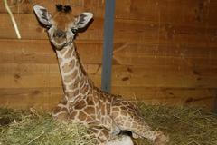 V pražské ZOO se narodilo mládě žirafy