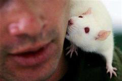 Krysa pomáhá v léčbě slepých.