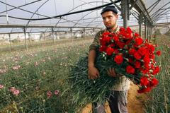 Palestinské karafiáty