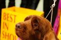 Best in Show - prestižní soutěž psů