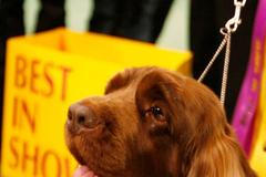 Best in Show - prestižní soutěž psů