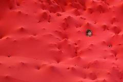 Nejkrásnější snímky Reuters 2. 3. - 8. 3. 09