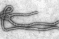 Virus Eboly