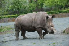 Záchrana velkých zvířat? Chovat je jako domácí, říká biolog